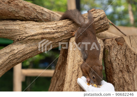 松鼠林花栗鼠 Ezoris 90682246