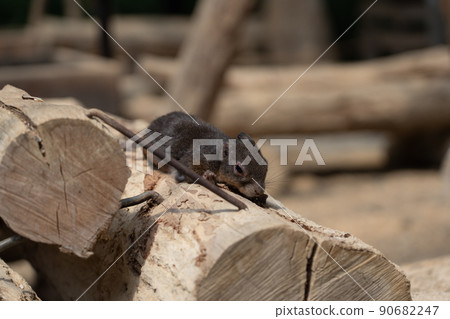 松鼠林花栗鼠 Ezoris 松鼠林花栗鼠 Ezoris 90682247