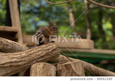 松鼠林花栗鼠 Ezoris 90682260