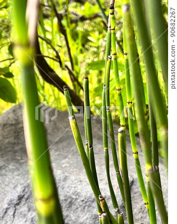 馬尾灌木,馬尾花園,馬尾花園,漆器磨刀廠,磨刀廠,日式花園,日式花園,寺廟花園 馬尾灌木,馬尾花園,馬尾花園,漆器磨刀廠,磨刀廠,日式花園,日式花園,寺廟花園 90682267