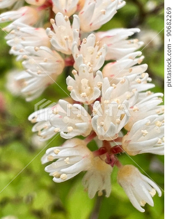 A collection of small flowers, tufted small flowers, pistil-like flowers, small tubular flowers, small tufted white flower tufts A collection of small flowers, tufted small flowers, pistil-like flowers, small tubular flowers, small tufted white flower tufts 90682269
