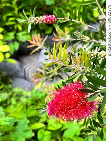 Flowers that resemble brushes, flowers with long stamens, red brush trees 90682275