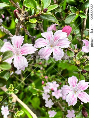 小五瓣花、粉白色群花、綠植用花、盆景用花、樹籬用花 小五瓣花、粉白色群花、綠植用花、盆景用花、樹籬用花 90682282