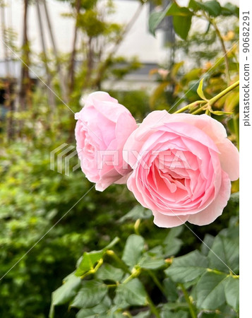 粉紅色的花朵，粉紅色的玫瑰，粉紅色的玫瑰，杯形玫瑰 90682291