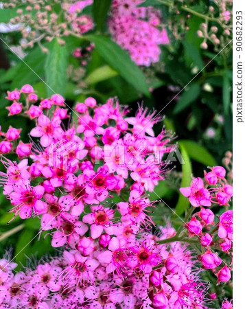 深粉色小花,粉色小花,洋紅色小花,五瓣花,五瓣粉色小花 深粉色小花,粉色小花,洋紅色小花,五瓣花,五瓣粉色小花 90682293