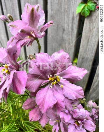 Bluish pink flowers, pink flowers, wooden fences and flowers 90682295