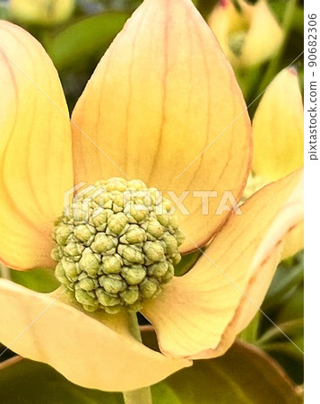 四瓣花,黃花 四瓣花,黃花 90682306