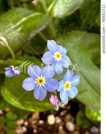 小藍花,小藍花,蜜蜂最喜歡的花, 小藍花,小藍花,蜜蜂最喜歡的花, 90682311