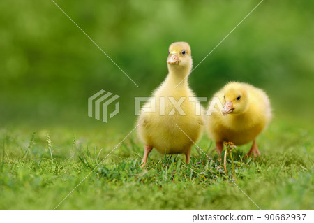 two fluffy goslings walks on green grass 90682937