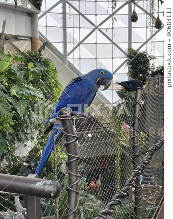 A tropical bird with beautiful feathers perched on a tree A tropical bird with beautiful feathers perched on a tree 90683111
