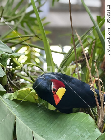 A tropical bird with beautiful feathers perched on a tree A tropical bird with beautiful feathers perched on a tree 90683112