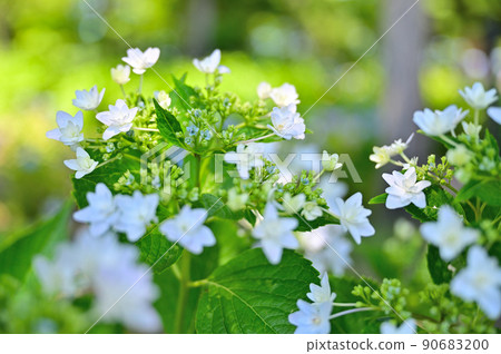 Moriyama Ashikarien Moriyama Ashikarien 90683200