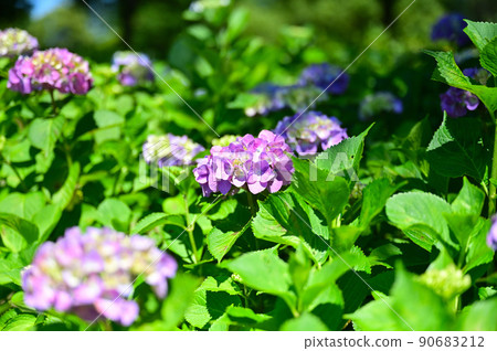 Moriyama Ashikarien 90683212