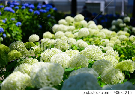 Moriyama Ashikarien 90683216