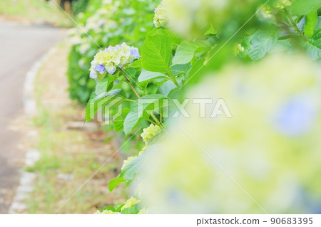 繡球花在路邊 90683395
