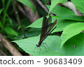 Hagro dragonfly that has a slender figure and its wings are blackish and fluttering 90683409