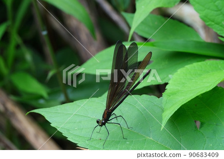 Hagro dragonfly that has a slender figure and its wings are blackish and fluttering Hagro dragonfly that has a slender figure and its wings are blackish and fluttering 90683409