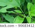 Hagro dragonfly that has a slender figure and its wings are blackish and fluttering 90683412