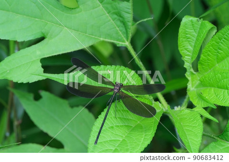 Hagro dragonfly that has a slender figure and its wings are blackish and fluttering Hagro dragonfly that has a slender figure and its wings are blackish and fluttering 90683412