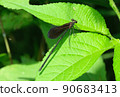 Hagro dragonfly that has a slender figure and its wings are blackish and fluttering 90683413