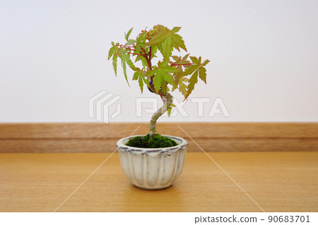 Yamamomiji迷你盆景 90683701