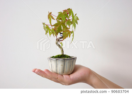 Children's hands with mini bonsai 90683704
