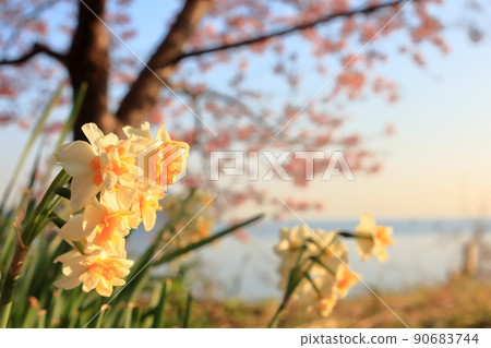 Daffodil in the morning sun 90683744