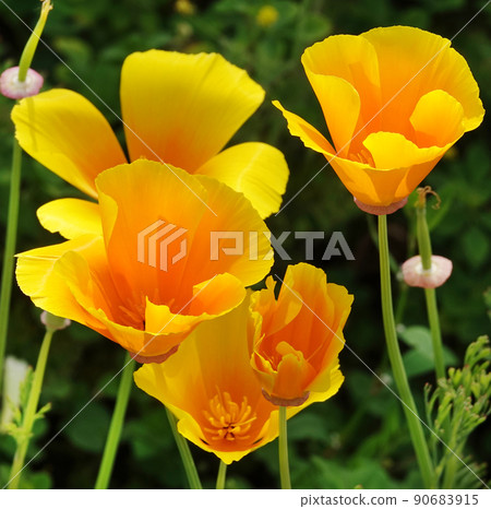 Eschscholzia Californian flowers close-up very delicate and beautiful Eschscholzia Californian flowers close-up very delicate and beautiful 90683915