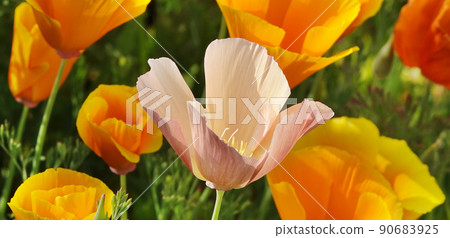 Eschscholzia Californian flowers close-up very delicate and beautiful 90683925