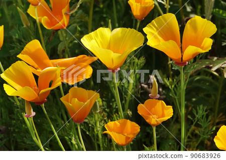 Eschscholzia Californian flowers close-up very delicate and beautiful Eschscholzia Californian flowers close-up very delicate and beautiful 90683926