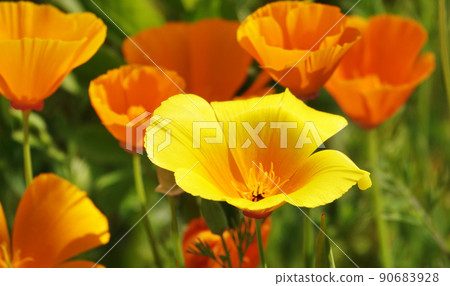 Eschscholzia Californian flowers close-up very delicate and beautiful Eschscholzia Californian flowers close-up very delicate and beautiful 90683928