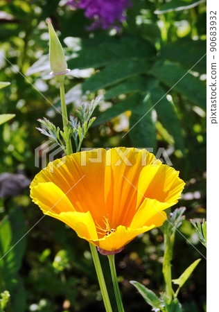 Eschscholzia Californian flowers close-up very delicate and beautiful Eschscholzia Californian flowers close-up very delicate and beautiful 90683932