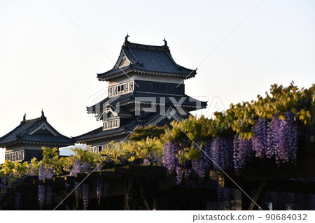 Matsumoto Castle and wisteria flowers 90684032