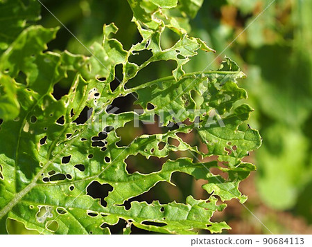 Turnip leaves damaged by radish leaf beetles 90684113