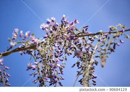  Wisteria flowers 90684129