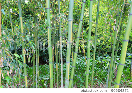 Bamboo and weeds (Chiyoda-ku, Tokyo) growing in a sunny park 90684271