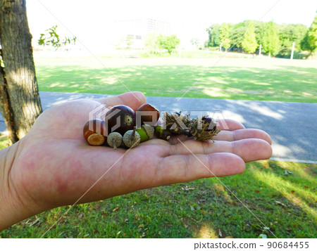 Acorn 90684455