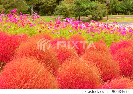 日立海濱公園的秋葉 90684634