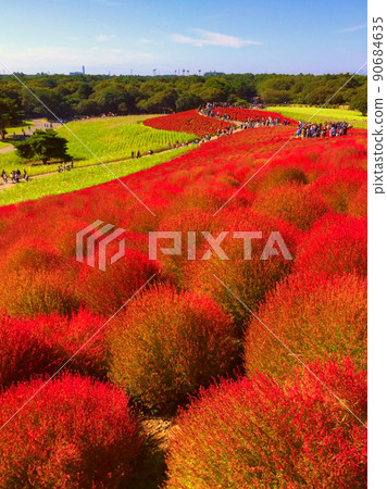 日立海濱公園的秋葉 日立海濱公園的秋葉 90684635