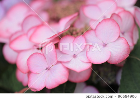 繡球 繡球 90684906