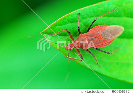 Red stink bug, red turtle up Red stink bug, red turtle up 90684982
