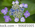 繡球 90685005