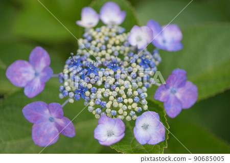 繡球 90685005