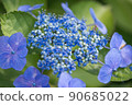 繡球 90685022