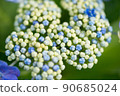 繡球 90685024