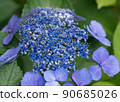 繡球 90685026