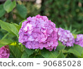 繡球 90685028