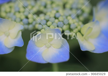 繡球 繡球 90685029