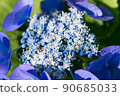 繡球 90685033