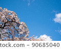 秋天的櫻花 90685040
